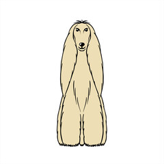 Afghan　アフガンハウンド