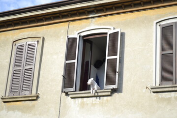 CANE ALLA FINESTRA
