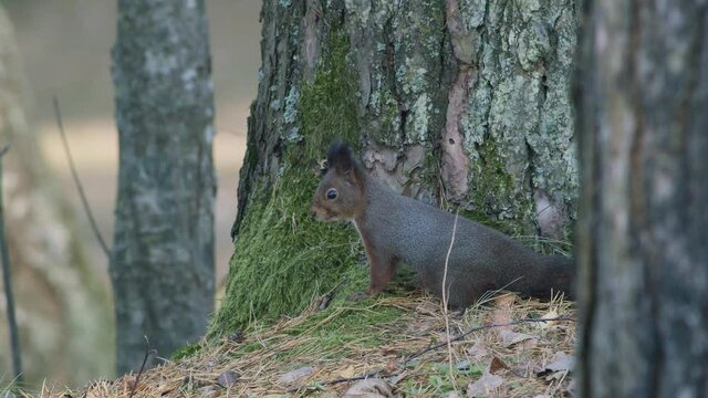 Wild squirrel climbing in tree sitting on the branch