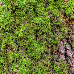 Green moss on the trunk of an old tree