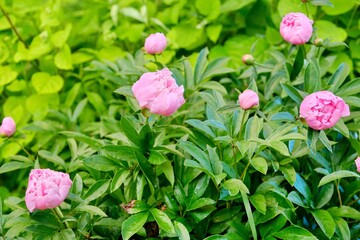 Blooming bush of pink peonies in the garden