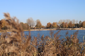 Reeds sway in the wind in late autumn on the bank of an old pond in the morning and a light breeze