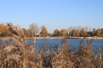 Reeds sway in the wind in late autumn on the bank of an old pond in the morning and a light breeze