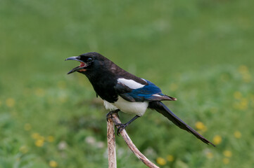 Black-billed Magpie (Pica hudsonia) at Chowiet Island, Semidi Islands, Alaska, USA