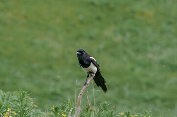 Black-billed Magpie (Pica hudsonia) at Chowiet Island, Semidi Islands, Alaska, USA