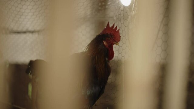 Rooster in the wooden barn slow motion