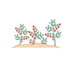 Vector cartoon flat tomato plants in garden isolated on empty background-ecological farm,organic,agriculture concept,web online banner,ad,site design