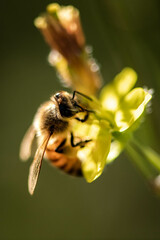 macro d'une abeille qui butine
