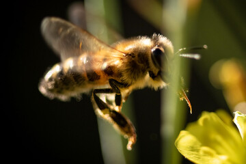 macro d'une abeille en vol