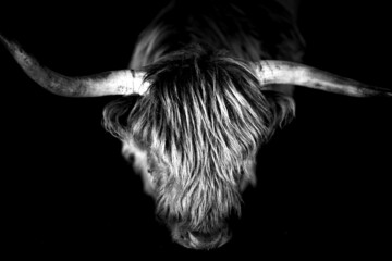 portrait noir et blanc vache highland