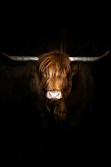 portrait couleur d'une vache highland - obrazy, fototapety, plakaty