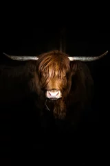 Papier Peint photo Lavable Highlander écossais portrait couleur d'une vache highland