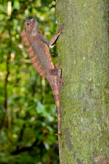 lizard on a tree