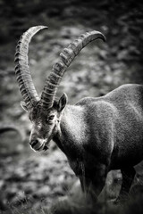 portrait noir et blanc d'un male ibex