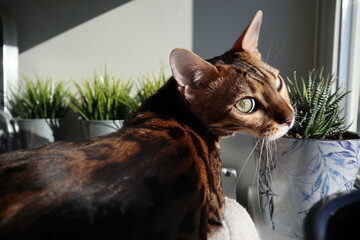 bengal cat with big eyes looking in camera