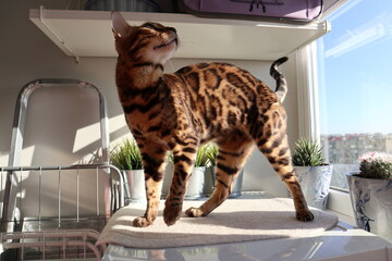 bengal cat standing