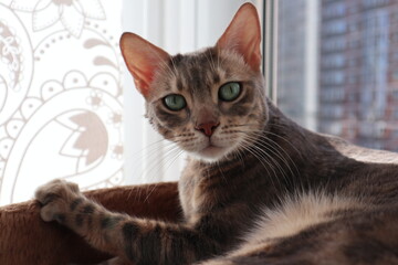 female bengal cat with green eyes looking in camera