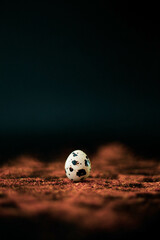quail egg on a black background