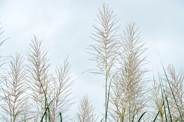 Obraz premium reeds grass flower