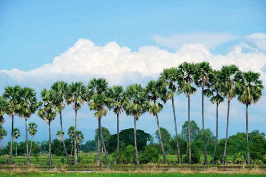 row of sugar palm trree