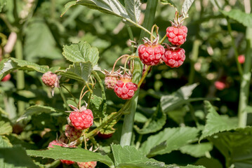 Red Raspberry (Rubus idaeus) in orchard