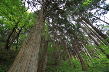 tall trees in a forest