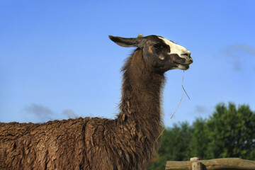 Llama Chilling