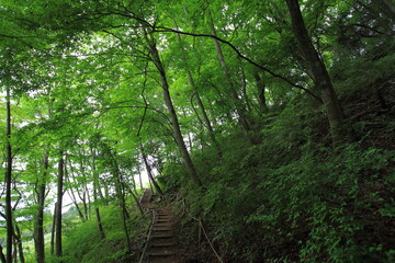 Fototapeta na wymiar peaceful path through the green forest
