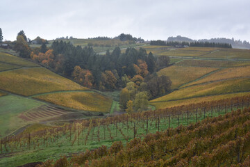 Breathtaking landscape of vineyards with fall colors and trees in Oregon, USA