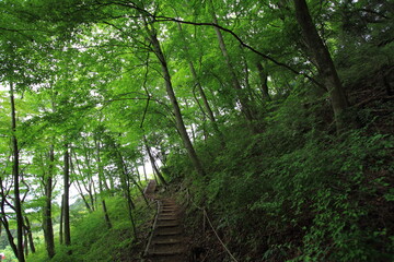 peaceful path through the green forest