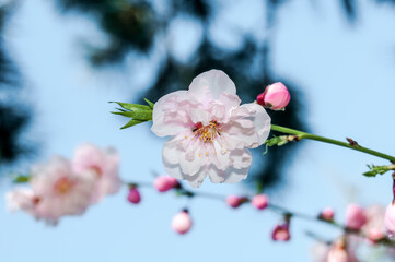Sakura (Prunus serrulata) in park, Crimea