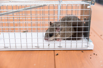 trapped dormouse in live trap