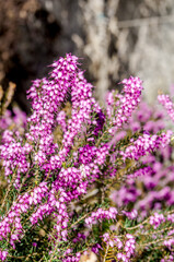 Winter Heath (Erica carnea) in park, Crimea