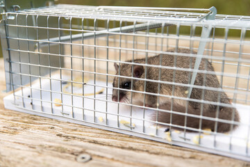 trapped dormouse in live trap