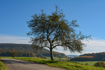 A tree on a small road in nature