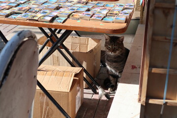 a stray cat under the counter of a street store next to boxes