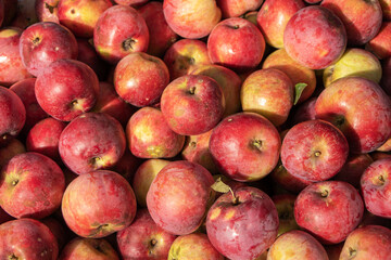 Closeup shot of fresh red and yellow apples
