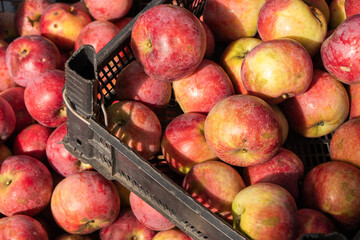 Closeup shot of fresh red and yellow apples