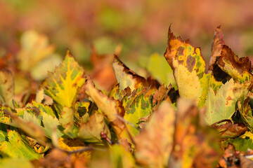 yellow and burgundy leaves illuminated by the sun. Close-up