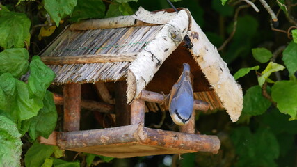 Kleiber sitzt kopfüber am Vogelfutterhaus