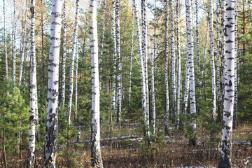 beautiful scene with birches in yellow autumn birch forest in october among other birches in birch grove