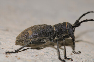 Morimus asper black insect macro photo
