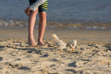 海のビーチの砂浜で遊んでいる可愛いヒヨコと子供