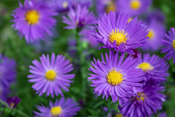 Obraz premium Beautiful violet chrysanthemum as background picture. Chrysanthemum september. Chrysanthemum wallpaper, chrysanthemums in autumn.