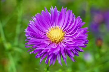 Obraz premium Beautiful violet chrysanthemum as background picture. Chrysanthemum september. Chrysanthemum wallpaper, chrysanthemums in autumn.