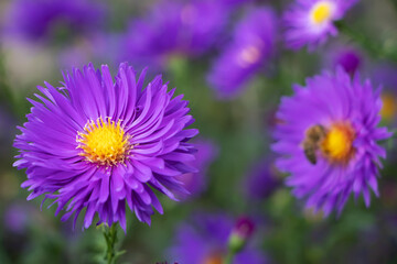 Fototapeta premium Beautiful violet chrysanthemum as background picture. Chrysanthemum september. Chrysanthemum wallpaper, chrysanthemums in autumn.