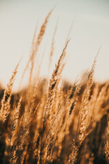 golden wheat field