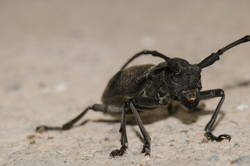 Morimus asper black insect macro photo