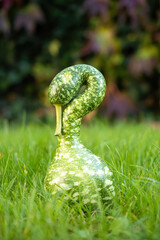 Ripe green Swan like squash on grass lawn. Fresh harvested decorative pumpkin in shape of swan. Close up. Organic farming, healthy food, BIO viands, back to nature concept.