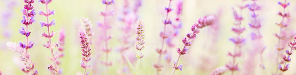 Floral background - summer wild flowers in nature, panoramic view of macro